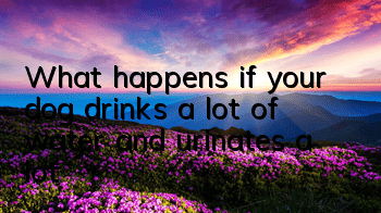 What happens if your dog drinks a lot of water and urinates a lot?