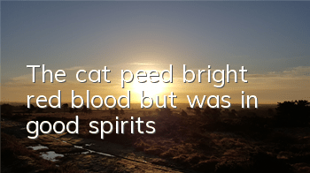 The cat peed bright red blood, but was in good spirits