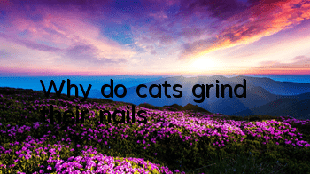 Why do cats grind their nails?