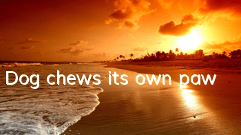 Dog chews its own paw