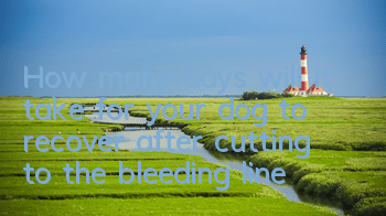 THow many days will it take for your dog to recover after cutting to the bleeding line?