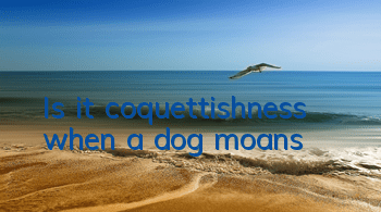 Is it coquettishness when a dog moans?