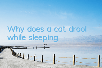 Why does a cat drool while sleeping?
