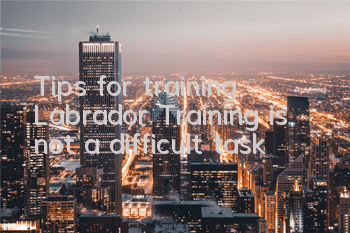 Tips for training Labrador Training is not a difficult task