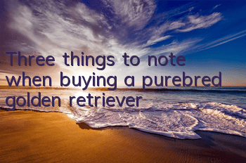 Three things to note when buying a purebred golden retriever
