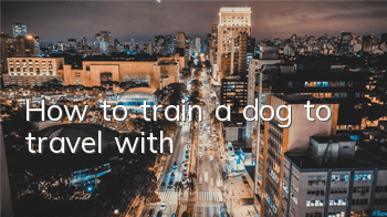 THow to train a dog to travel with?