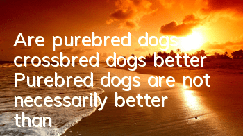 Are purebred dogs or crossbred dogs better? Purebred dogs are not necessarily better than crossbred dogs.
