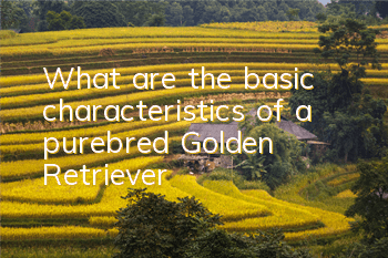 What are the basic characteristics of a purebred Golden Retriever?