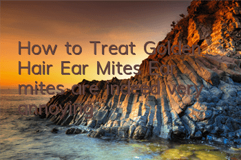 How to Treat Golden Hair Ear Mites Ear mites are indeed very annoying!