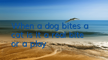 When a dog bites a cat, is it a real bite or a play?