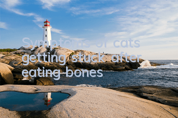 Symptoms of cats getting stuck after eating bones