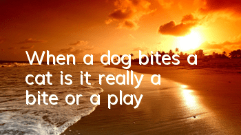 When a dog bites a cat, is it really a bite or a play?
