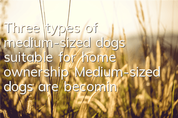 Three types of medium-sized dogs suitable for home ownership Medium-sized dogs are becoming more and more popular