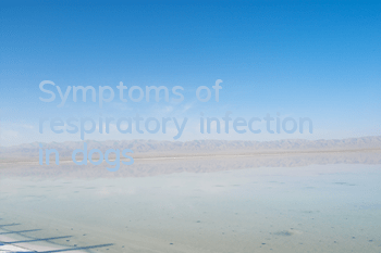 Symptoms of respiratory infection in dogs