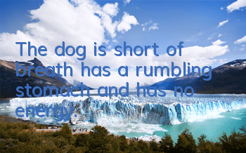 The dog is short of breath, has a rumbling stomach, and has no energy.