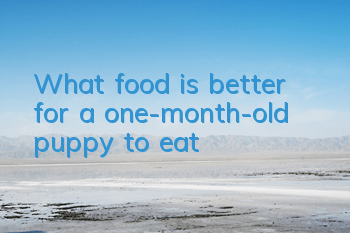 What food is better for a one-month-old puppy to eat?