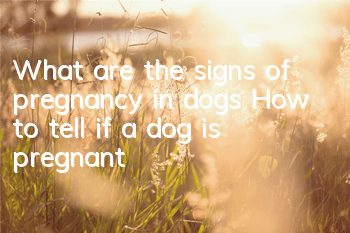 What are the signs of pregnancy in dogs? How to tell if a dog is pregnant?