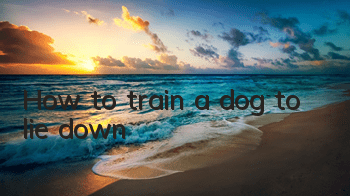 THow to train a dog to lie down?