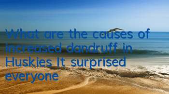 What are the causes of increased dandruff in Huskies? It surprised everyone!