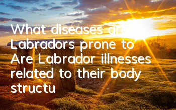 What diseases are Labradors prone to? Are Labrador illnesses related to their body structure?