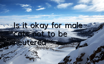 Is it okay for male cats not to be neutered?