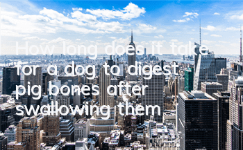 How long does it take for a dog to digest pig bones after swallowing them?