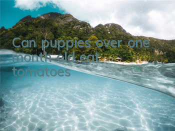 TCan puppies over one month old eat tomatoes?