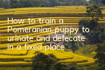 THow to train a Pomeranian puppy to urinate and defecate in a fixed place