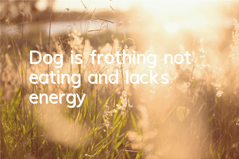 Dog is frothing, not eating, and lacks energy