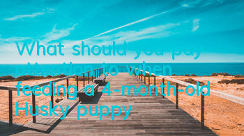 What should you pay attention to when feeding a 4-month-old Husky puppy?