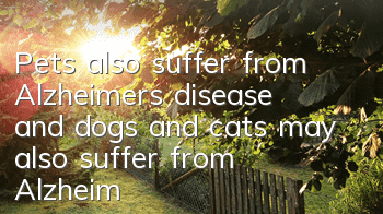 Pets also suffer from Alzheimer’s disease, and dogs and cats may also suffer from Alzheimer’s disease!