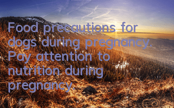 Food precautions for dogs during pregnancy. Pay attention to nutrition during pregnancy.