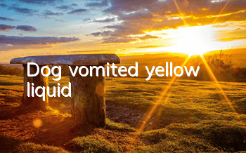 Dog vomited yellow liquid