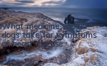 TWhat medicine should dogs take for symptoms of heart disease?