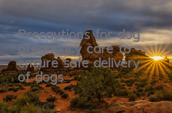 Precautions for dog pregnancy care to ensure safe delivery of dogs