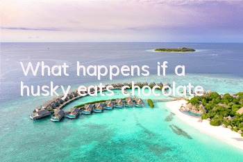 What happens if a husky eats chocolate?