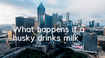 What happens if a husky drinks milk?