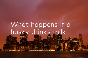 What happens if a husky drinks milk?