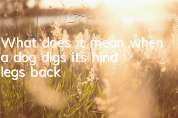 What does it mean when a dog digs its hind legs back?