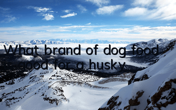What brand of dog food is good for a husky?