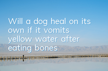 Will a dog heal on its own if it vomits yellow water after eating bones?