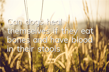 Can dogs heal themselves if they eat bones and have blood in their stools?