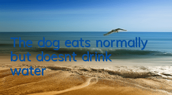 The dog eats normally but doesn’t drink water