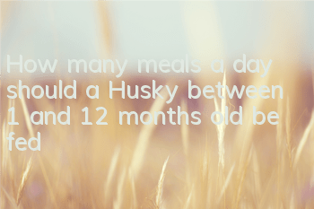 How many meals a day should a Husky between 1 and 12 months old be fed?