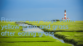 Reasons why dogs vomit yellow foam and grass after eating grass