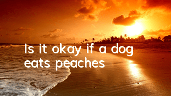 Is it okay if a dog eats peaches?