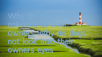 Why do dogs look askance at their owners? Why do dogs not look into their owners' eyes?
