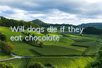 Will dogs die if they eat chocolate?