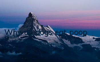 Why do dogs eat poop?