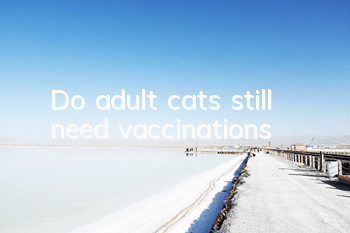 Do adult cats still need vaccinations?